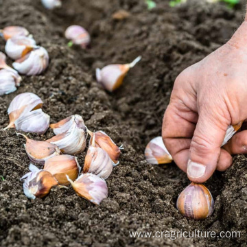 Lower Price Planting Garlic Farm Supply